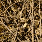 Cotton Stalks