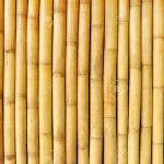 Bamboo