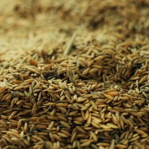Golden rice husks pile used as agricultural biomass feedstock for briquette machines.