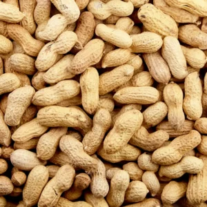 Dry crushed groundnut shells and peanut husks used for biomass fuel briquette production.