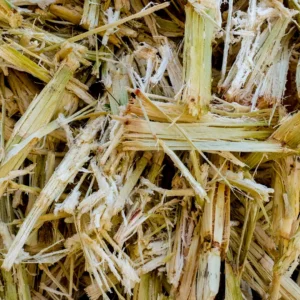 Shredded dry sugarcane bagasse fibrous residue used as raw material for briquetting presses.