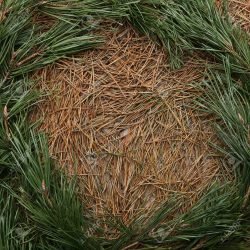 Pine needles raw material