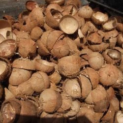 coconut shell