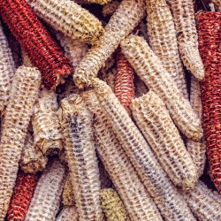 corn cobs