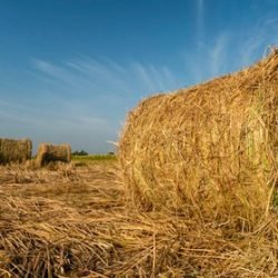 paddy straw